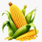 Fresh Sweet Yellow Corn on the Cob with Kernels   (Category Suggestion)
