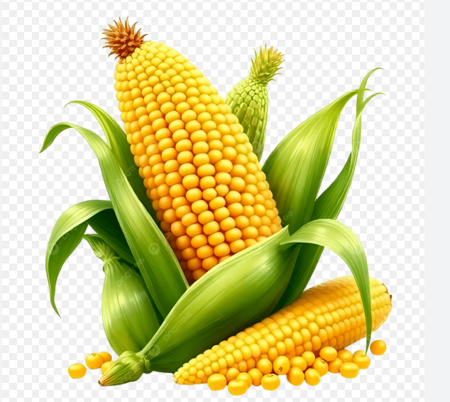 Fresh Corn On The Cob, Corn, Corn On The Cob, Corn Kernels PNG Transparent Image and Clipart for Free Download Fresh Sweet Yellow Corn on the Cob with Kernels (Category Suggestion) - Image 1