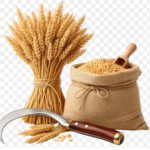 Premium Whole Wheat Grains – 100% Pure & Natural Bulk Grains