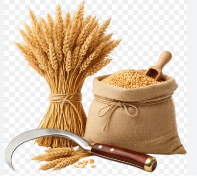 Premium Whole Wheat Grains – 100% Pure & Natural Bulk Grains